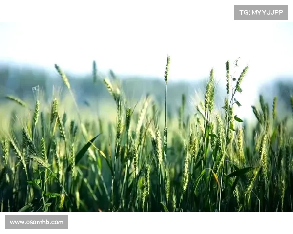 在小满时节感受大自然的馈赠五种纯粹体验 在小满时节感受大自然的馈赠五种纯粹体验
