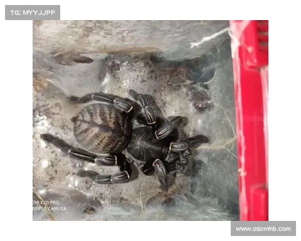 马的脚趾结构解析与不同物种间的比较研究指南 马的脚趾结构解析与不同物种间的比较研究指南